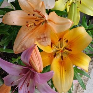 Meet your Posher, Tracey